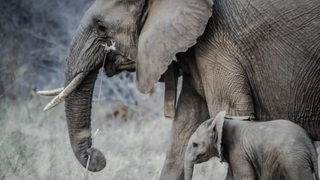 Elephants Call Each Other By Names? Recently Published Studies Intrigue Internet